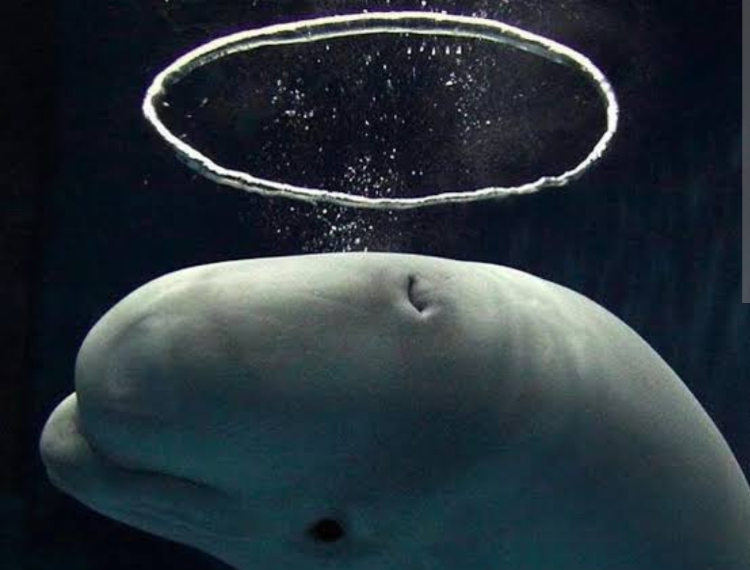 A beluga whale blowing a perfect underwater bubble ring - the natural phenomenon that inspired our Zero-spot rig